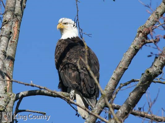 Photo of Bald Eagle - Haliaeetus leucocephalus